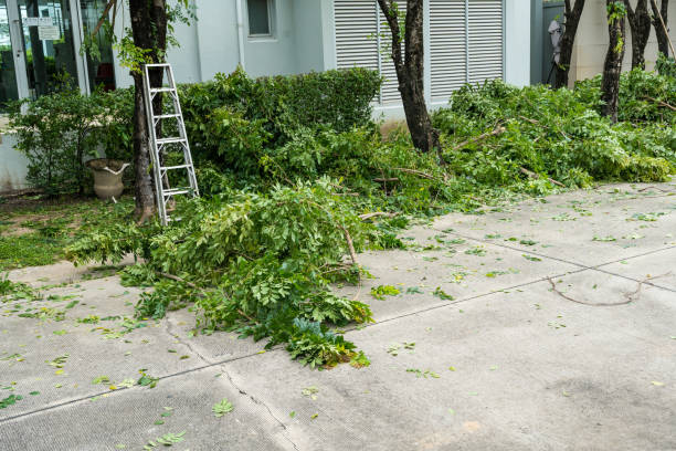 Why Choose Our Tree Removal Services in Princeton, WI?